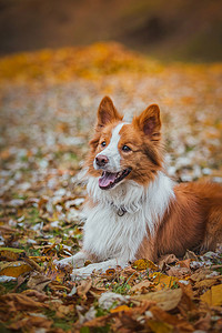 听话的狗品种边境牧羊犬。肖像，秋天，大自然，技巧，培训