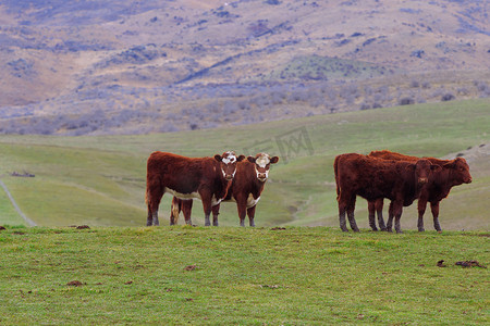 在农村牲畜牛农场新西兰南岛