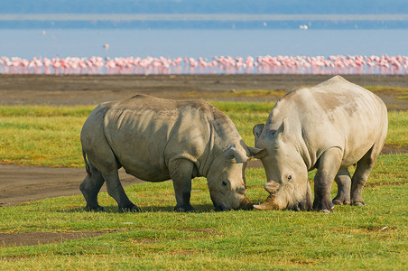 犀牛在肯尼亚纳库鲁湖国家公园