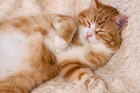 躺摄影照片_红猫躺在床上。宠物沙发休息。毛茸茸的猫睡觉