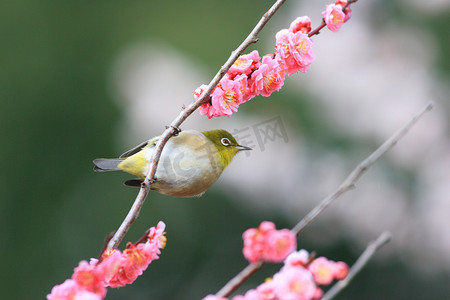 绿绣眼摄影照片_日本绿绣眼 （两竹节) 与日本的樱花背景