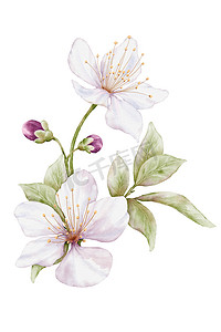 细线边框邀请函摄影照片_水彩花盛开.在白色背景上孤立的樱花花束插图。适于装饰春节、冬季、邀请函或贺卡.