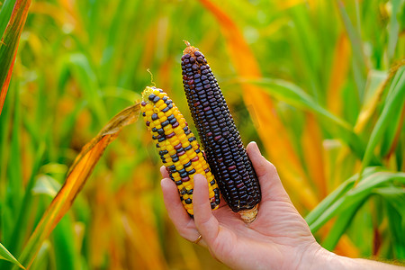 不同颜色摄影照片_玉米地背景上的多色玉米芯.不同颜色的玉米芯。粮食和粮食安全概念。玉米田里的农民。秋季农业劳动. 