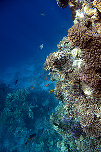 珊瑚礁的水下景观。海洋中的生命鱼群。埃及红海的珊瑚礁和热带鱼类。世界海洋野生动物景观.