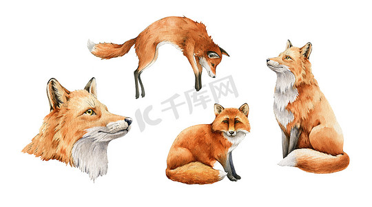 红狐系列动物。水彩画。野生可爱的狐狸肖像画,摆姿势坐下,跳跃,打猎收藏.有红色毛和黑色爪子的野生动物毛茸茸的动物。背景为白色。野生哺乳动物部分
