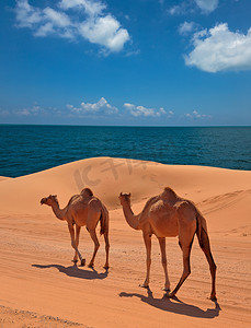 迪拜沙漠的骆驼