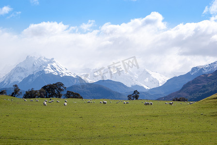 相约新西兰摄影照片_绿草与新西兰羊草甸