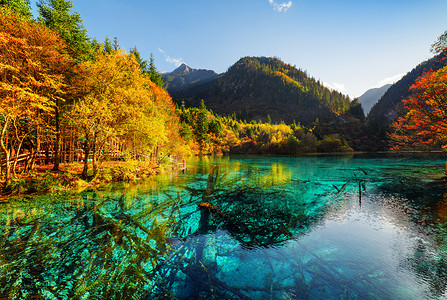 湛蓝摄影照片_在九寨沟 (九寨沟国家公园) 的秋天森林中, 五朵湖 (五彩湖泊) 的美景。浸没的树干在湛蓝的水中可见.