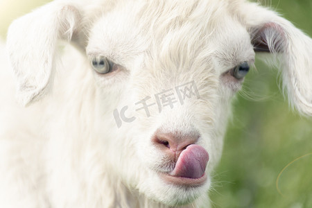 The little white goat licks. Close up