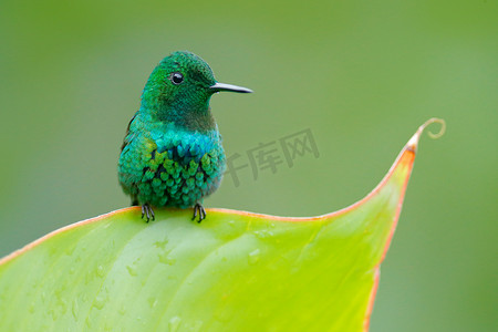 绿色 Thorntail, Discosura conversii, 拉巴斯瀑布花园, 哥斯达黎加。有清晰绿色背景的蜂鸟。大自然的野生动物场景。鸟坐在树枝上。可爱的细小动物自然.