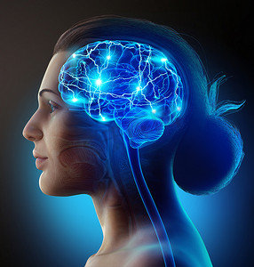 3D绘制的，医学上准确的女性大脑活动图