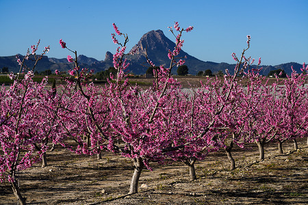 桃花桃子摄影照片_西班牙穆尔西亚地区Cieza 、 Mirador El Horno的桃花