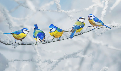 Cute little birds. Winter nature background. Eurasian Blue Tit.