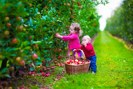 孩子们在一个农场采摘新鲜苹果