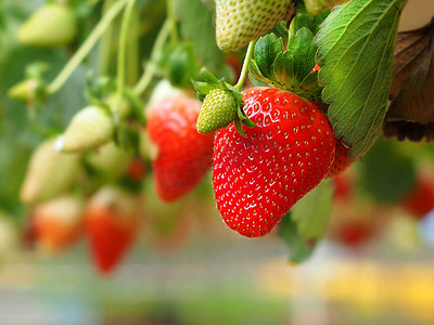 宏观射击。挂着草莓的花园。以色列在温室种植浆果的现代技术.