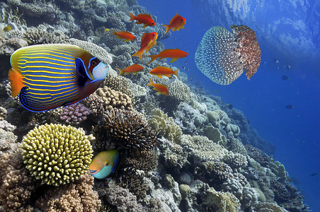 埃及红海摄影照片_热带鱼在红海珊瑚礁