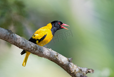 印度金黄鹂-Oriolus Oriolus kundoo, 美丽的黄色和黑鸟从亚洲森林和林地, 斯里兰卡.