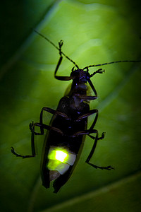 萤火虫闪烁-闪电 bug