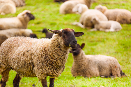 荷兰牧场摄影照片_羊在牧场里绿色的田野上