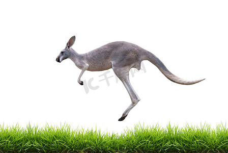 赤颈袋鼠摄影照片_灰色袋鼠跳上孤立的绿草