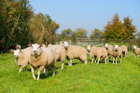 牛羊在草地