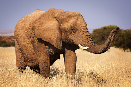 在大草原，在纳米比亚，非洲大象