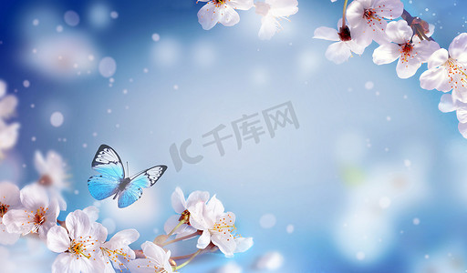 春花摄影照片_樱花绽放在模糊的自然背景之上.春花。春季背景与bokeh 。蝴蝶！