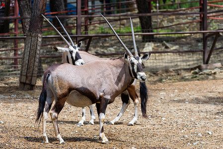 动物园里的双子座、双子座或羚羊.
