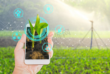 现代农业数字技术理念下的移动智能手机中玉米幼苗的生长