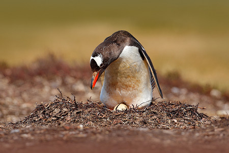 嵌套摄影照片_嵌套的草地上的企鹅
