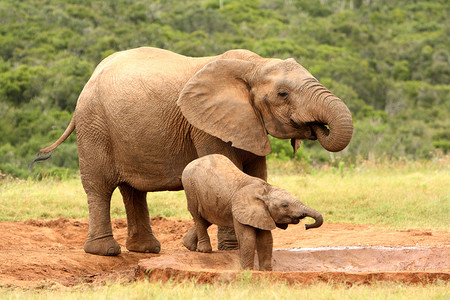 亲和摄影照片_母亲和婴儿的非洲大象南非