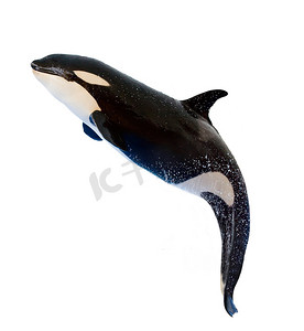 鲸 orcinus orca
