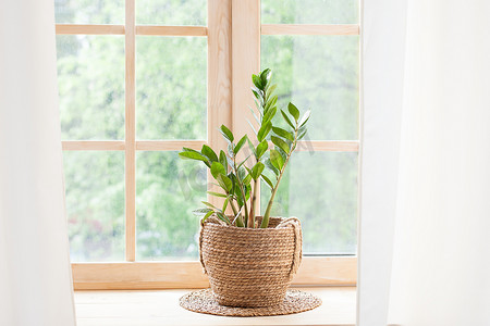 窗摄影照片_家庭园艺的概念。Zamioculcas在窗台上的花盆里窗台上的家庭植物。在家里的窗台上的一个罐子里种上了绿色的家。Hygge 。Boho 。乡下佬斯堪的纳维亚半岛案文的篇幅