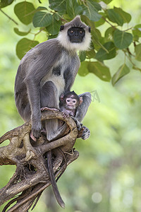 哈努曼叶猴-Semnopithecus entellus, 斯里兰卡。母亲与幼崽坐在树枝上。目光接触.