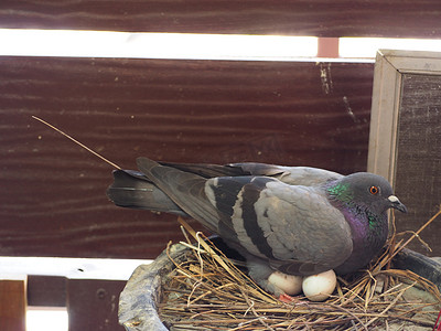 鸽子拟人摄影照片_鸽子孵蛋。鸽子带着小蛋