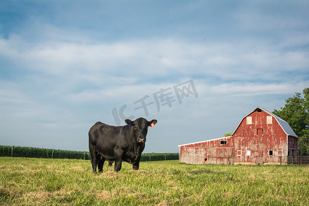 在伊利诺伊州农村的一个红色谷仓前站在高高的黑公牛.