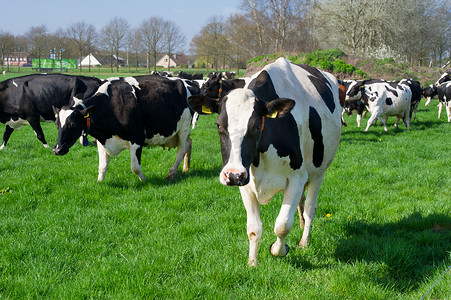 荷兰黑白花奶牛
