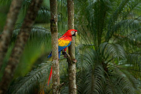 红鹦鹉猩红金刚鹦鹉, 澳门, 鸟坐在树枝上, 巴西。来自热带森林的野生动物场景。美丽的鹦鹉在树 freen 树在自然栖所.