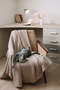 家宠物可爱的猫躺在扶手椅上在家里。可爱的苏格兰直灰色胖乎乎的猫肖像. 