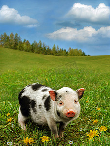 可爱小猪在草地上