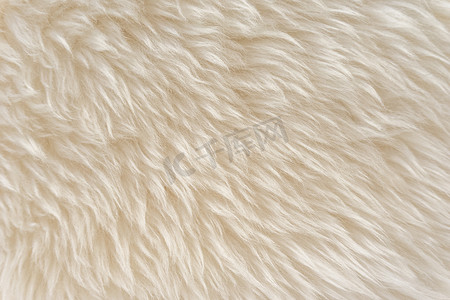 button质感摄影照片_动物白色羊毛质感，米色绒毛背景，浅色自然毛，特写