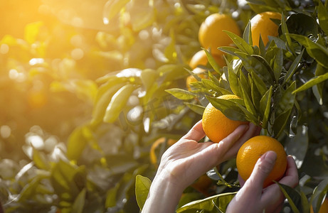 女人的手从花园里的树上采摘多汁、好吃的橙子.