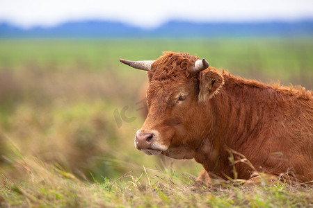 cow摄影照片_躺在外地的牛