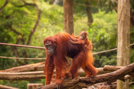 新加坡动物园的Orangutan