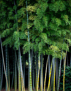 背景为日本竹树 