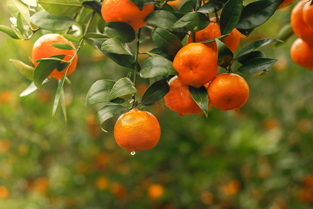 在晨光下，用绿叶挂在枝条上的成熟柑橘包裹起来.
