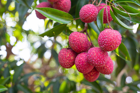 close-up shot of ripe Lychee fruits