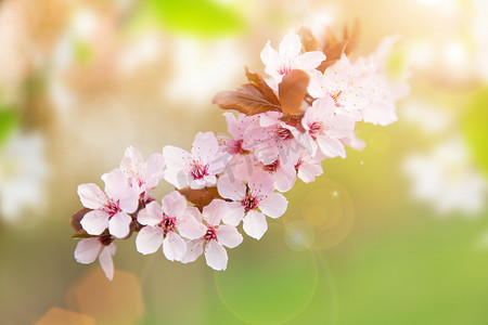 春天背景边框摄影照片_有粉色花朵的春季边框背景