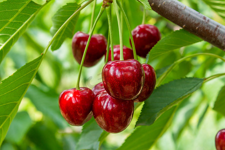 Cherry fruits on tree branches. Closeup photo of tasty ripe cherries. Agriculture and harvest concept. Summer fruits.