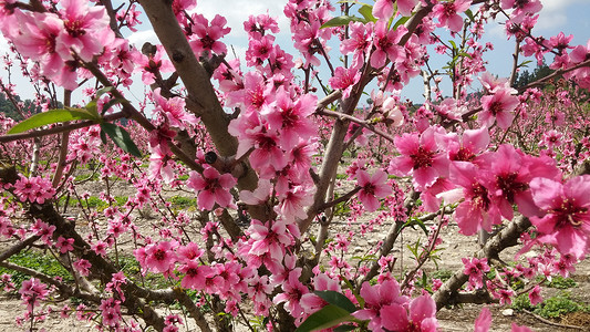 桃树摄影照片_开花结果的桃树。靠近卡梅尔山。以色列